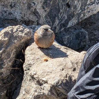 ５０００ｍで鳥が近付いてきた、人間に慣れてる。食べ物をねだってきた。羽毛が暖かそう。