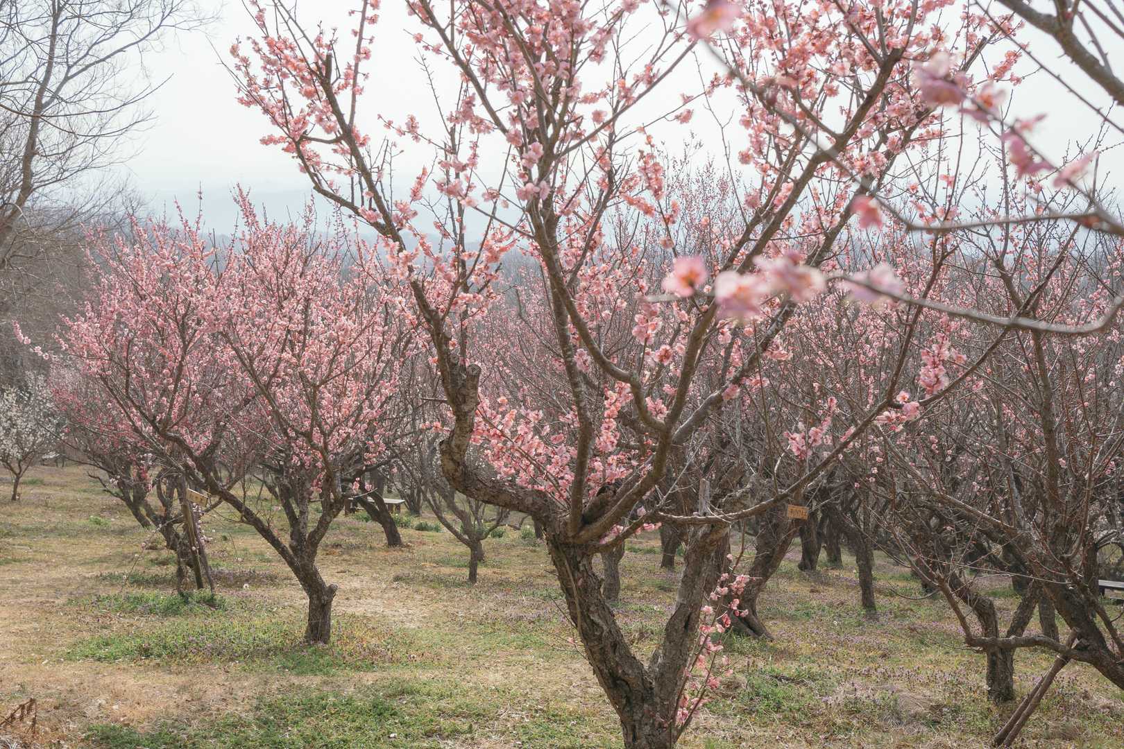 雄岡山登山口-雄岡山 往復コースの写真