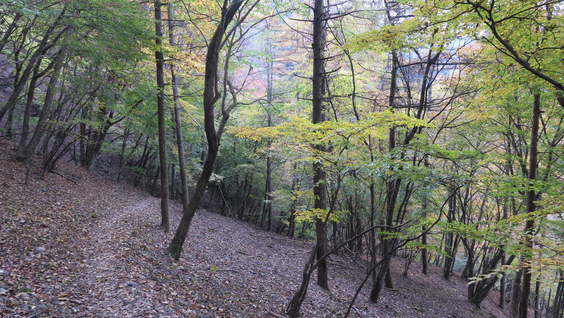 武甲山御嶽神社 一ノ鳥居-妻坂峠-横倉山-ウノタワ 往復コースの写真