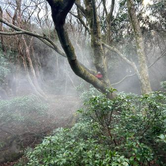 モンタくんを
大物演歌歌手登場っぽく
撮ろうと思ったら、