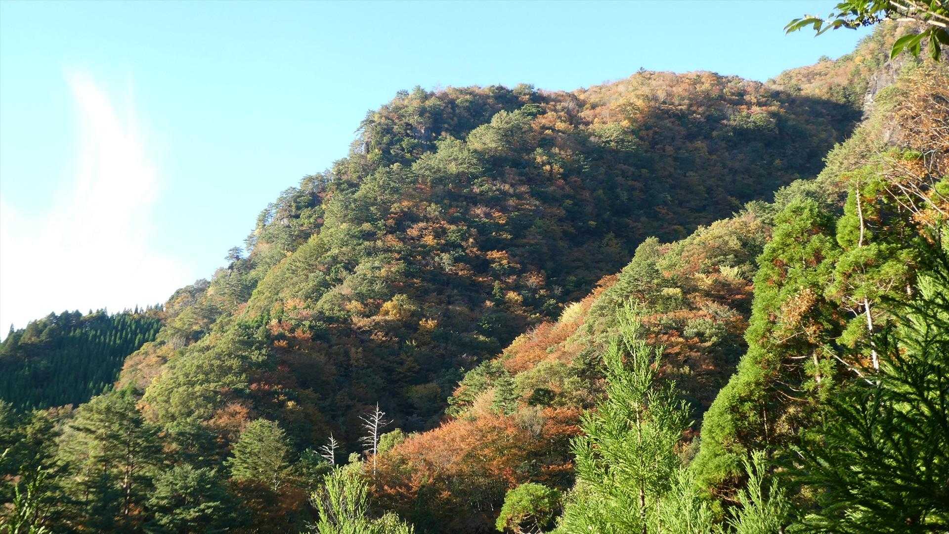朝陽を浴びる紅葉
