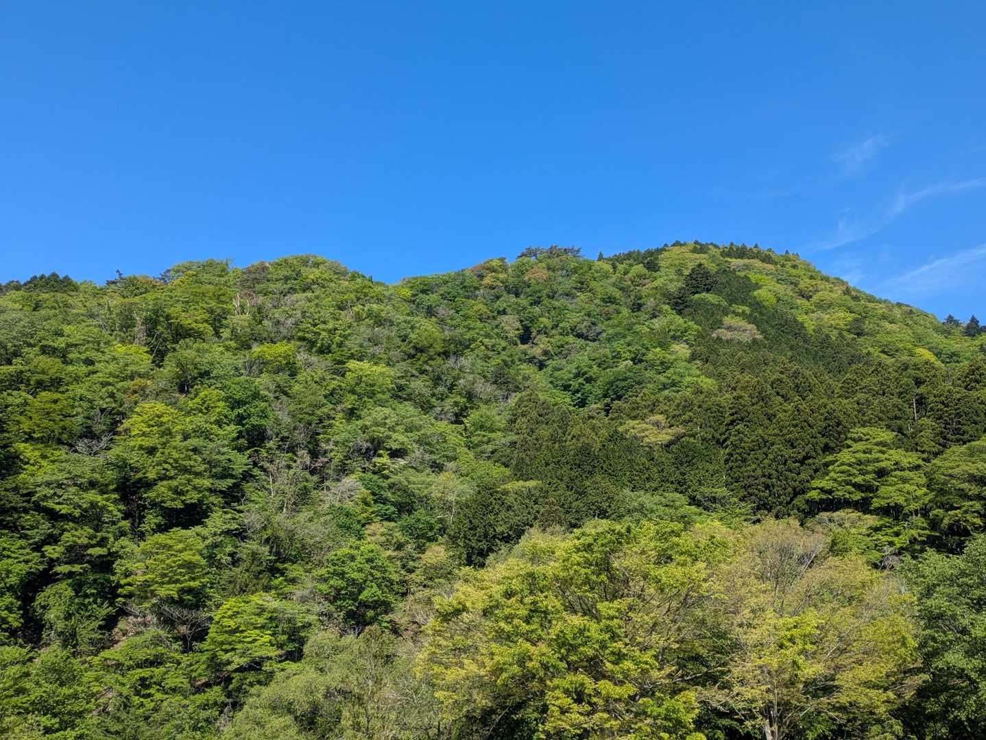 一口に緑色といってもいろんな色があるなぁ

色調によって萌葱色、若葉色などなど日本の伝統色にはたくさんの名前がついているけど
どれにあたるかな
こんな時、日本人に生まれて良かったと思う