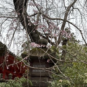 春日大社は外国人観光客でいっぱいでした。
みなさん日本の文化を楽しんでおられました♪