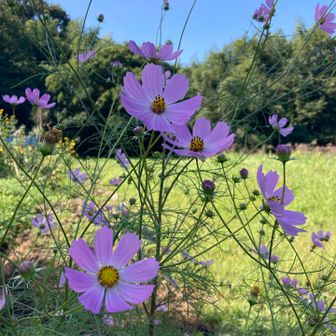 秋桜
すっかり秋

帰って
2階で洗濯物を干していたら
さっき登った茶臼山が見えた

思わずダンナを呼びました

🕵️‍♂️ 家から見えていた山が
茶臼山だったなんて
知らなかった