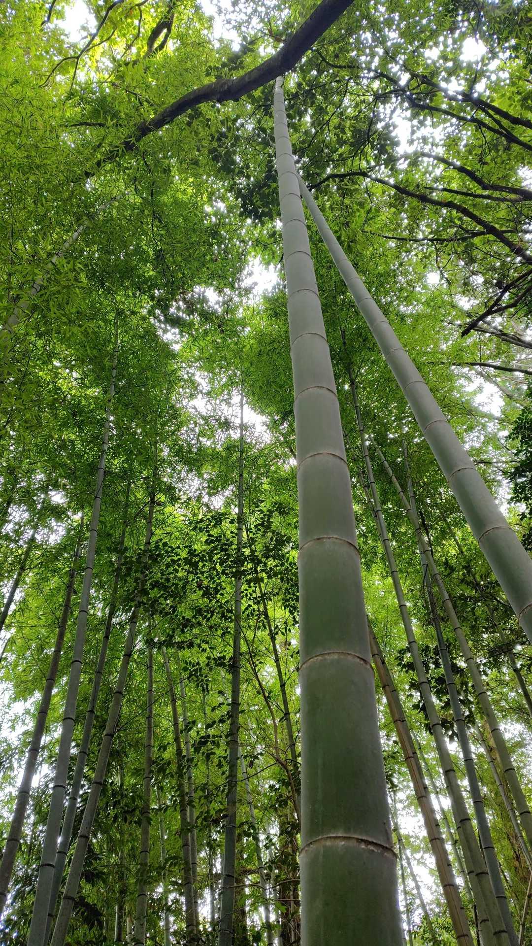 緑がキレイ💚
