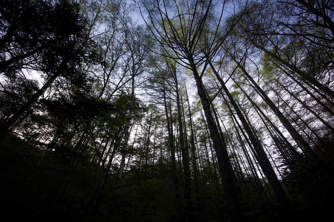 三宝山・甲武信ヶ岳縦走 の写真 6