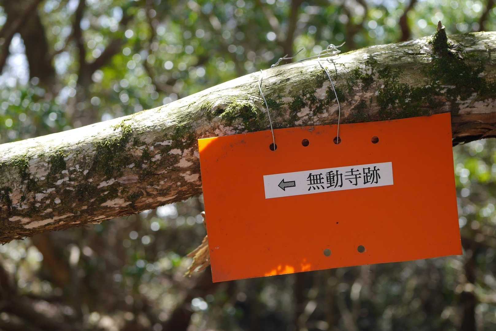 
無動寺跡→尾根直登コース→山頂→沢歩きコース
オレンジ標識ありがとうございます