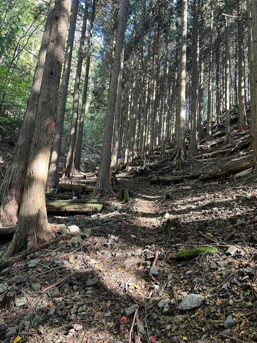 
少しゆるくなった植林地　尾根まで頑張る😤
