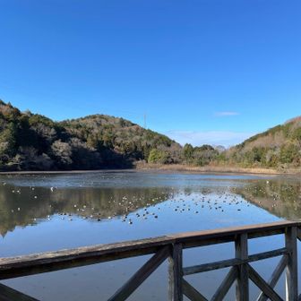 タニシの様に見えるのが大量のカモ🦆
春はこの池の周りの桜がとてもきれいでライトアップもされます🌸