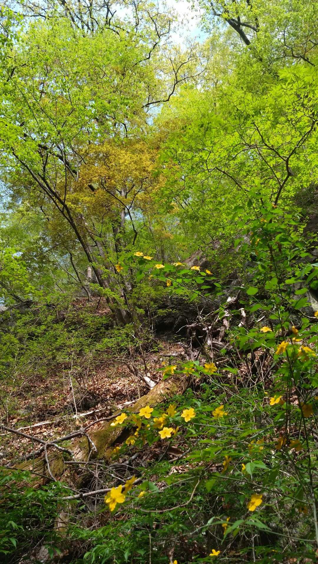 要害山登山口-要害山-深草観音 周回コースの写真