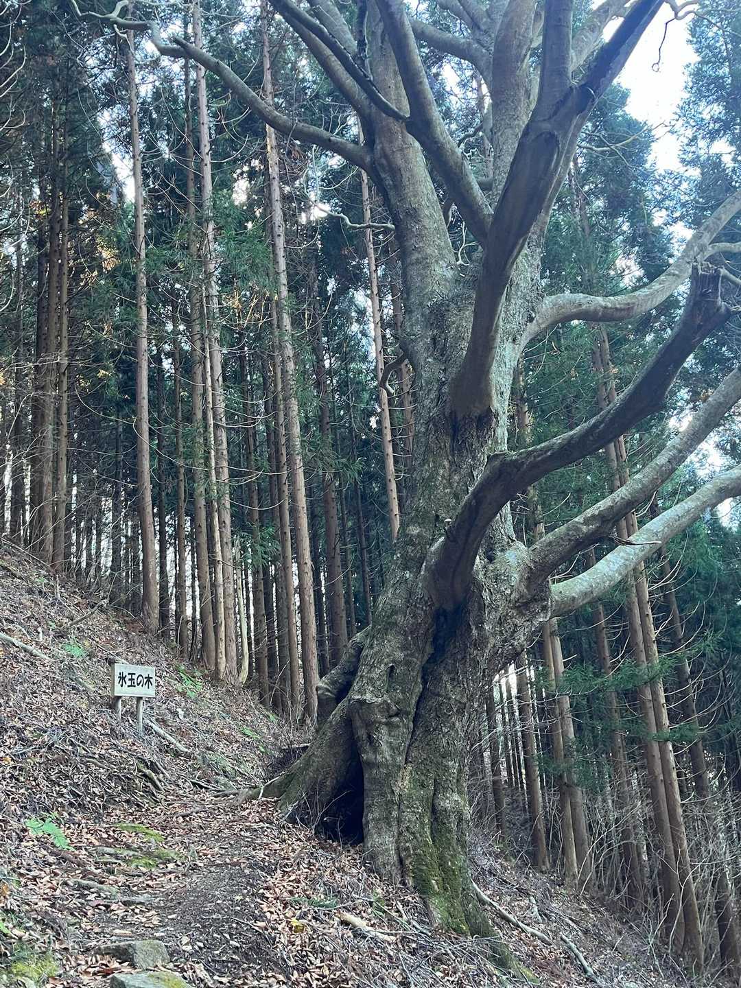氷玉の木🌲