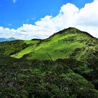 国の天然記念物「三嶺・天狗塚のミヤマクマザサ及びコメツツジ群落」の中を山頂へ向かう（残り300m）