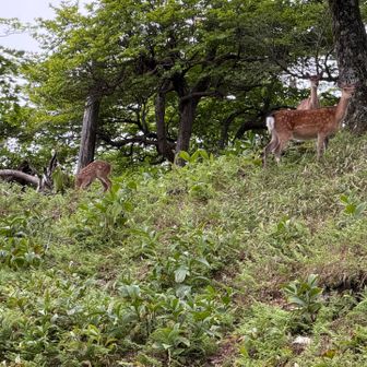 人はいないけど、シカがおるわー