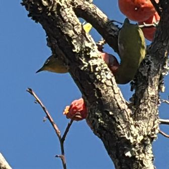 メジロいた👀
2羽、柿食べてたよ🐦