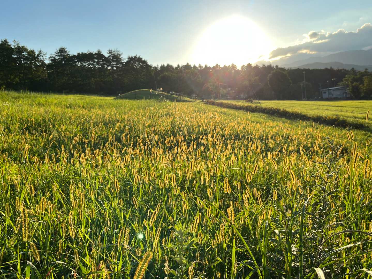 もう秋になっちゃった。今年も雨日が多く夏らしさがなかったなー。