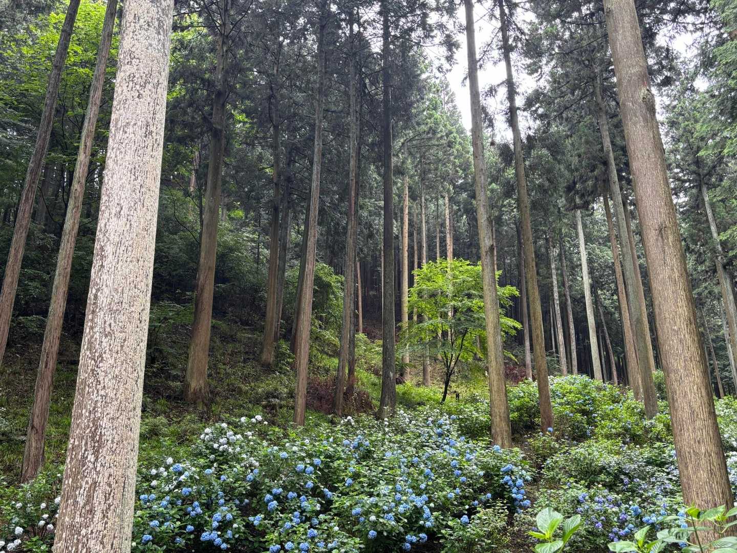 わさわさわさーっと咲いてるよね