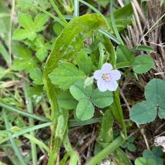 今日1番可愛かった花🌸