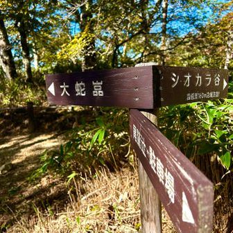大蛇グラだ〜　行くよね🤣