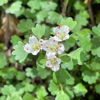 やっと会えましたね🥰❣️
葉っぱが赤ちゃんのお手手みたいで可愛らしい😊