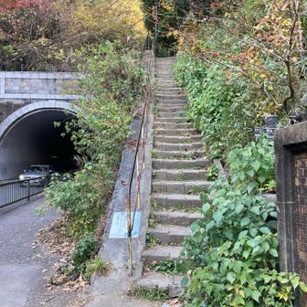 車道に降りてきました