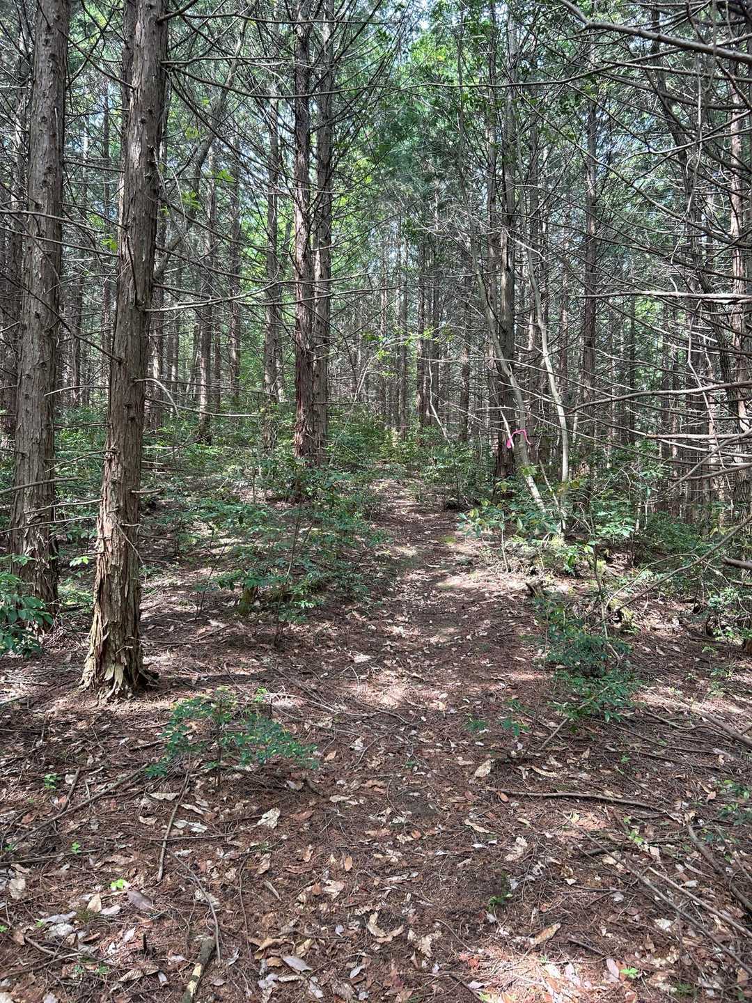 溜池からの登山道です。
整備はされていましたよ。😃
山頂迄、急ぎました。
