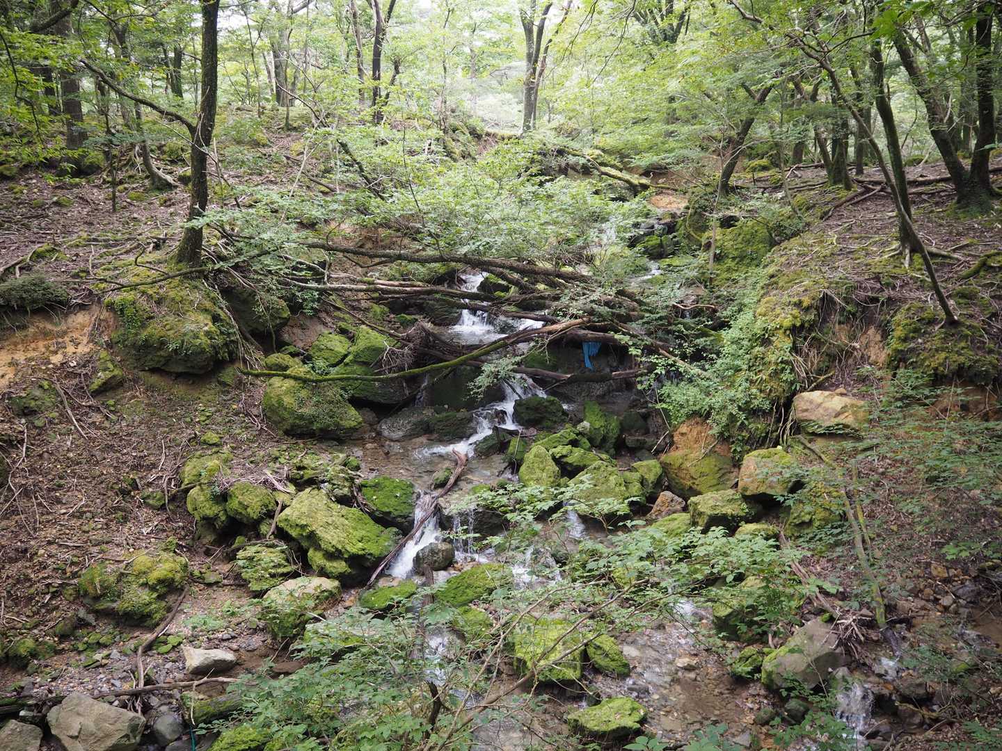大きな水音に誘われて森の中を行った先には、ちょっとした滝👌
この下流には更に相聞の滝が有るようです✨