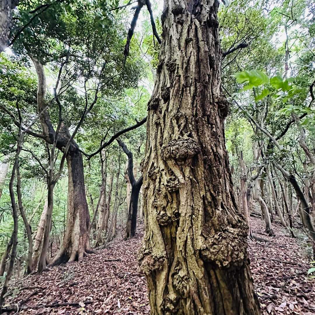 怒塚山-金甲山 往復コースの写真