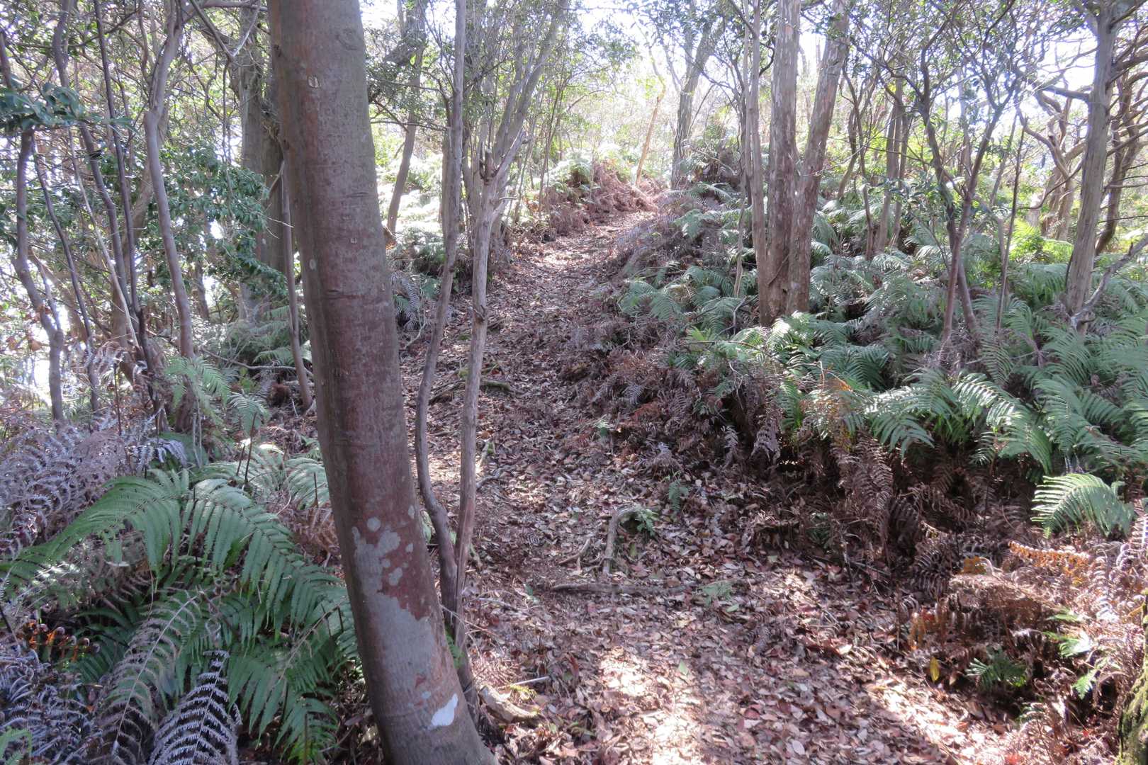 この辺りは普通の登山道で歩き易いです