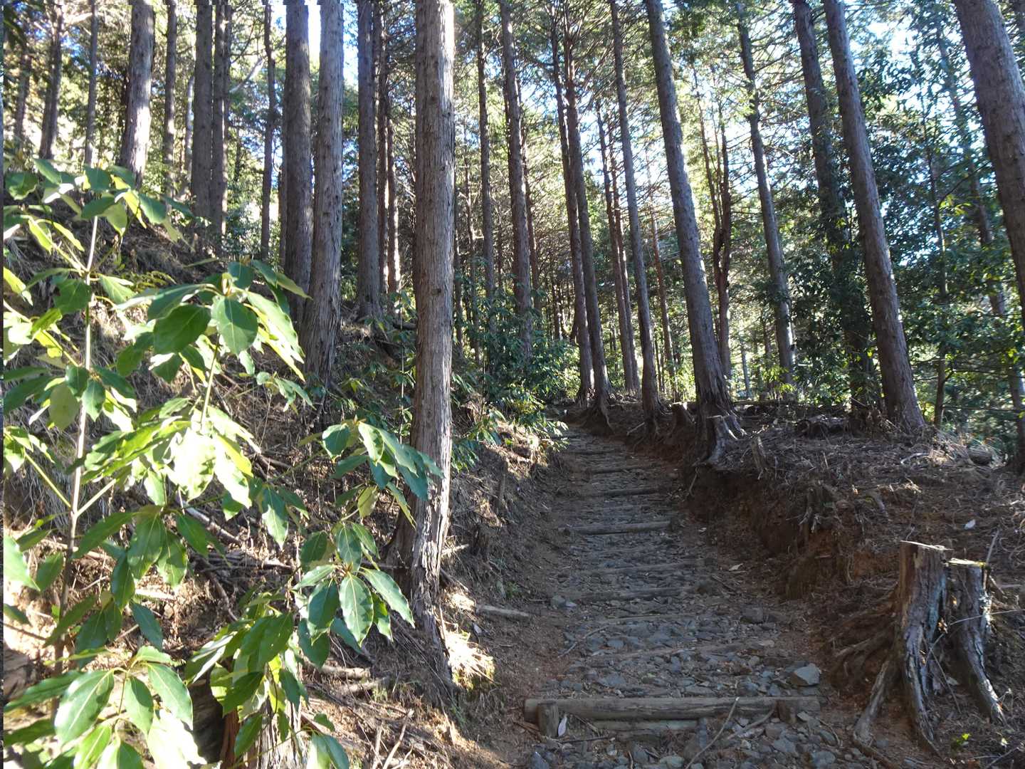 蓑毛から大山への道は【裏参道】と呼ばれるルート、表とは対照的に本当に静か・落ち着きます🎶