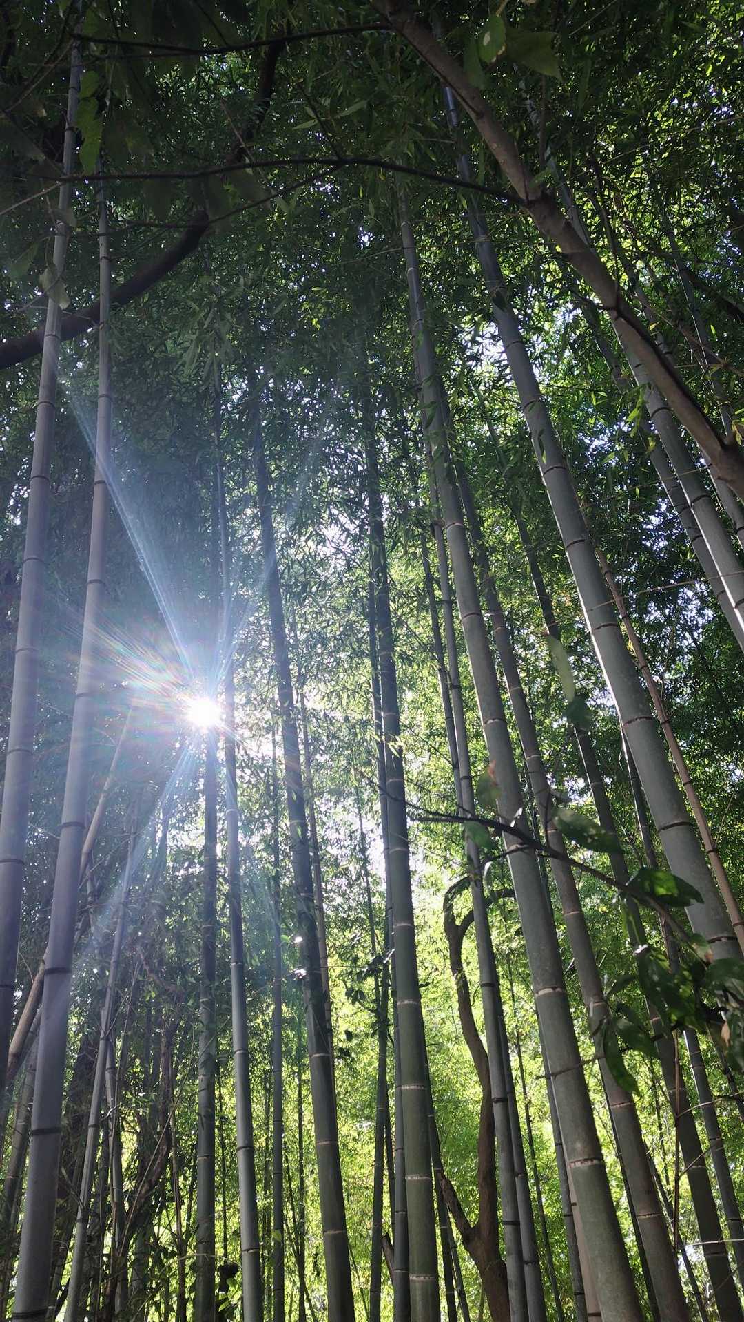 高座の滝の竹林