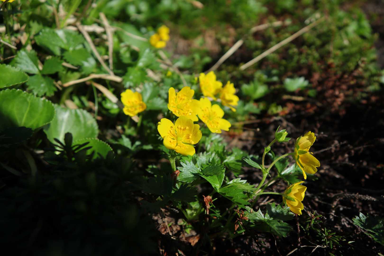 ミヤマキンバイ