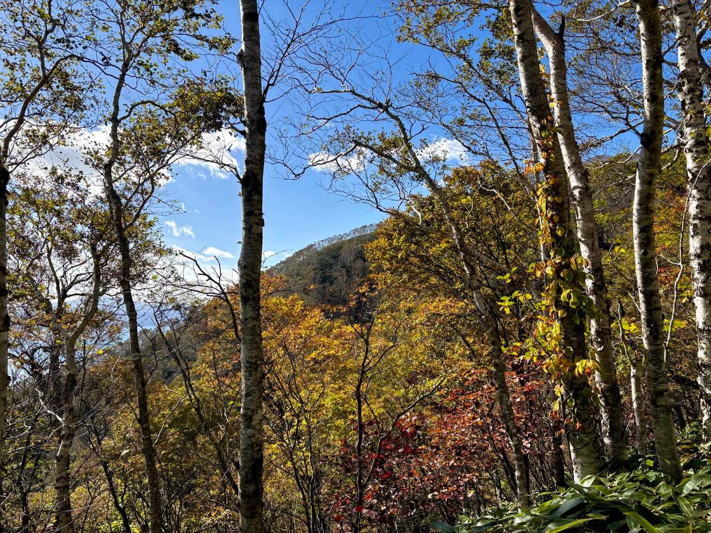 紋別岳 往復 | 低山とは思えない開放感、稜線の笹原を楽しむコースの写真