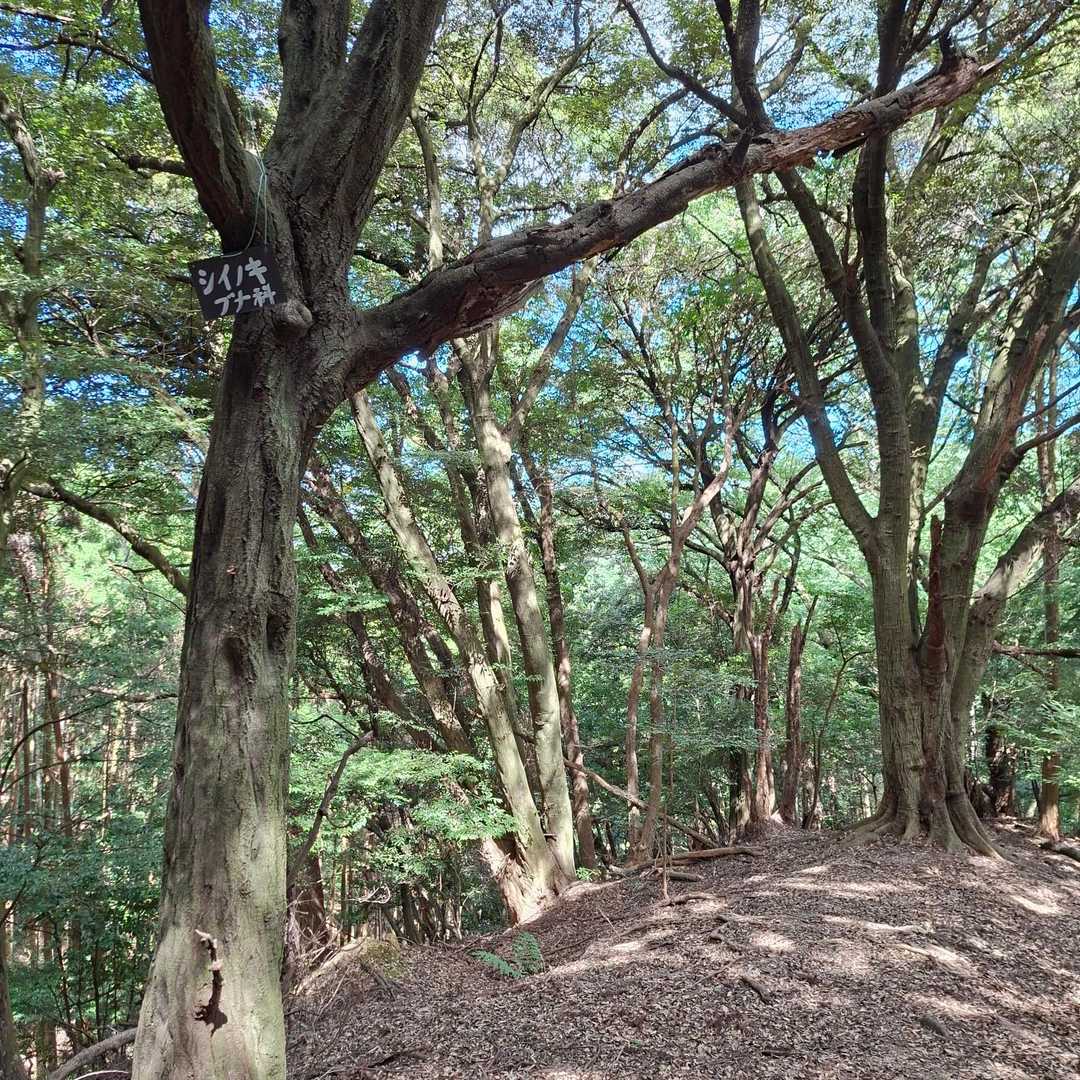 大平山登山口-大平山 往復コースの写真