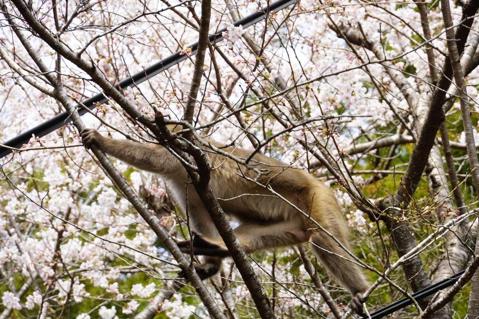 木の上を飛んで行きました🐒