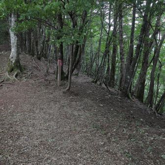 天気が良ければ新道峠のツインテラスまで歩こうと思っていたが、
青空も富士山も見えなくなったので、ここすずらん峠から下山する。