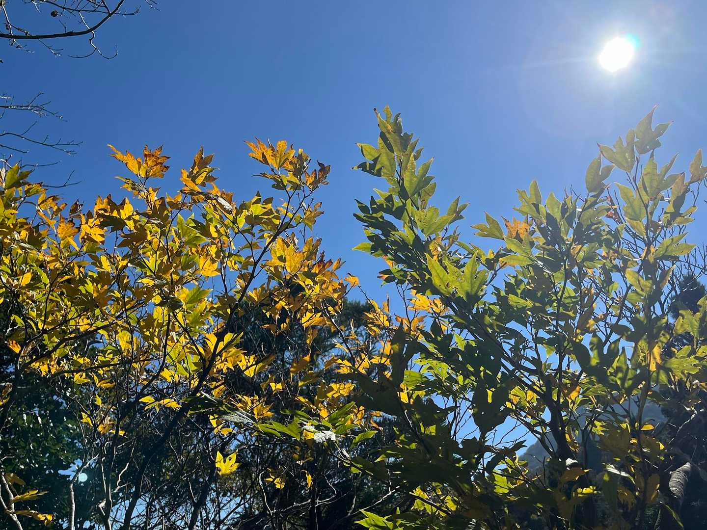 青空！太陽！最高！