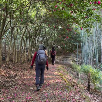 何処もここも
さざんかが凄い
赤い花びらの絨毯