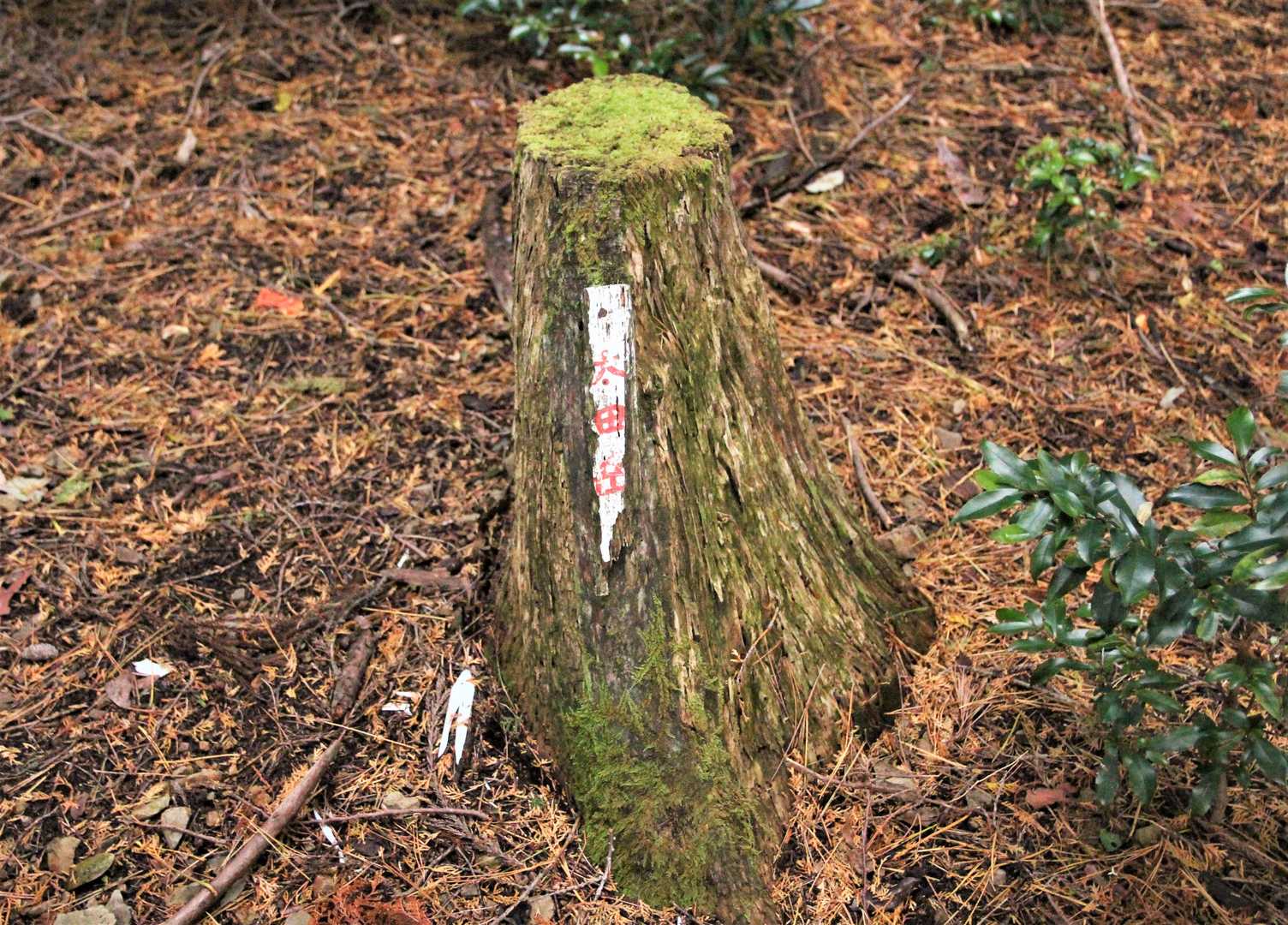 太田岳山頂