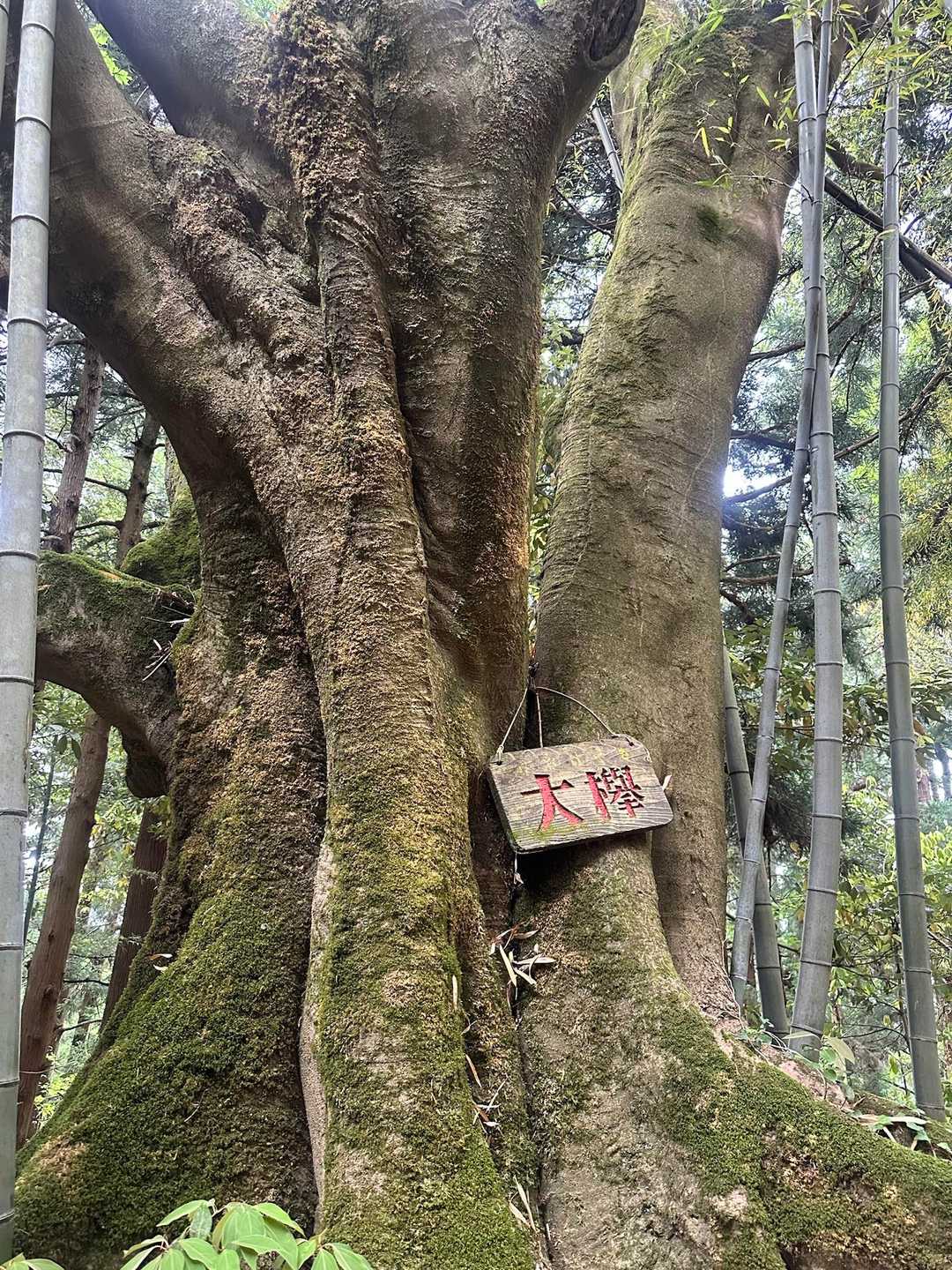 パワーいただき✨