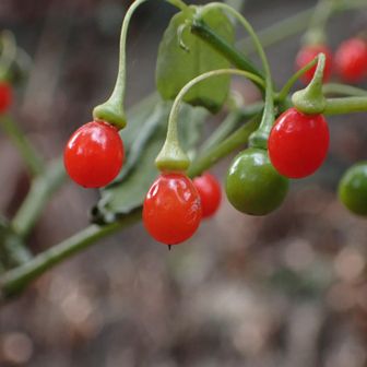 ハダカホオズキの実💕
ここを通るのが楽しくなります
ご覧いただきありがとうございました