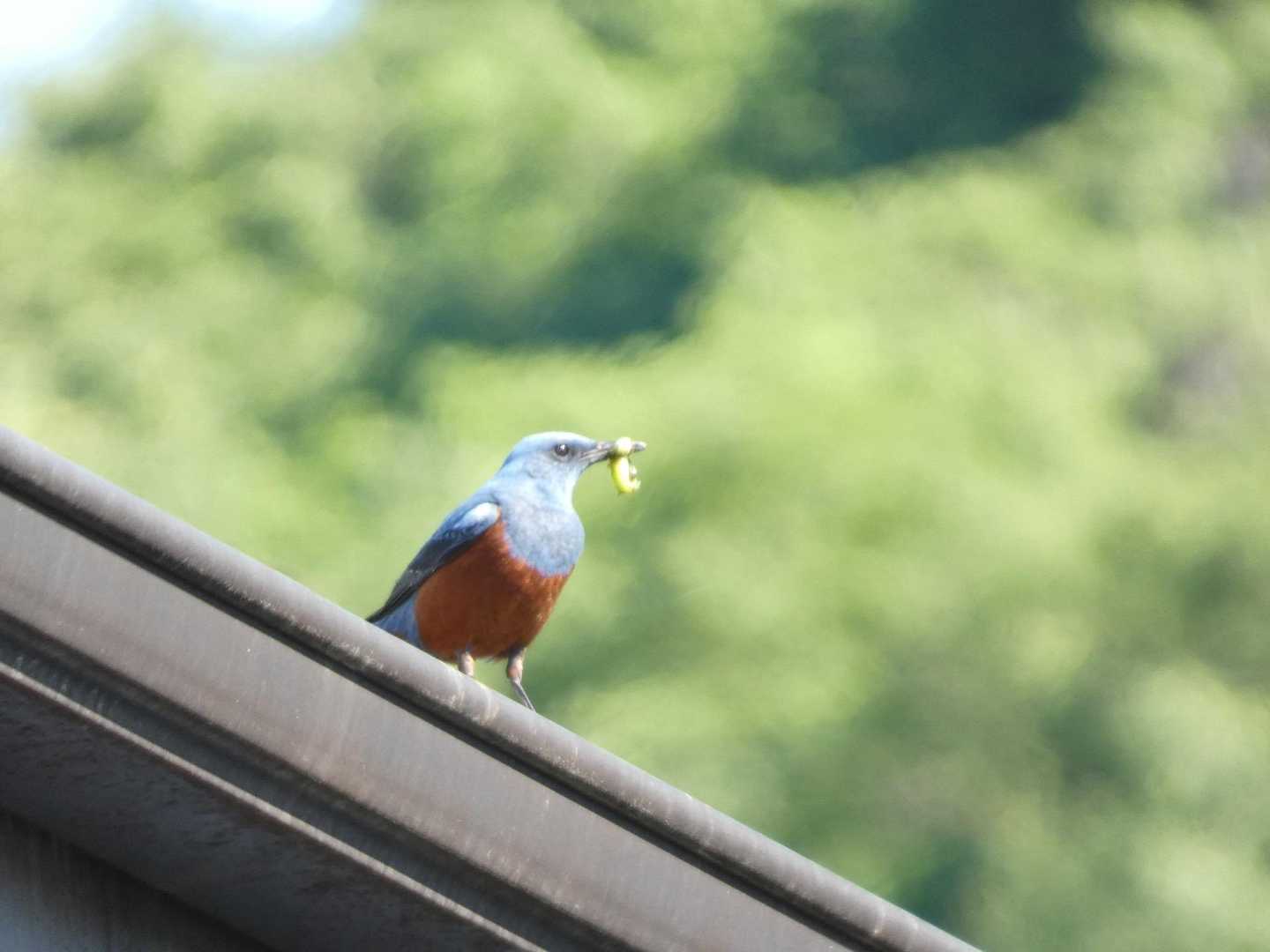一昨日、初狩駅で上手く撮れなかったイソヒヨドリ🐦