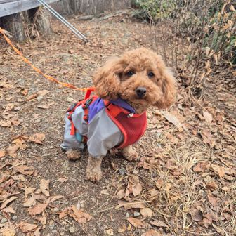 では帰りますか🐶