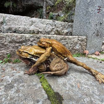 カエルの大量発生の時期です
池の中めちゃめちゃ居ます
🐸  見事な三重の塔ですね^ ^
🐸
🐸