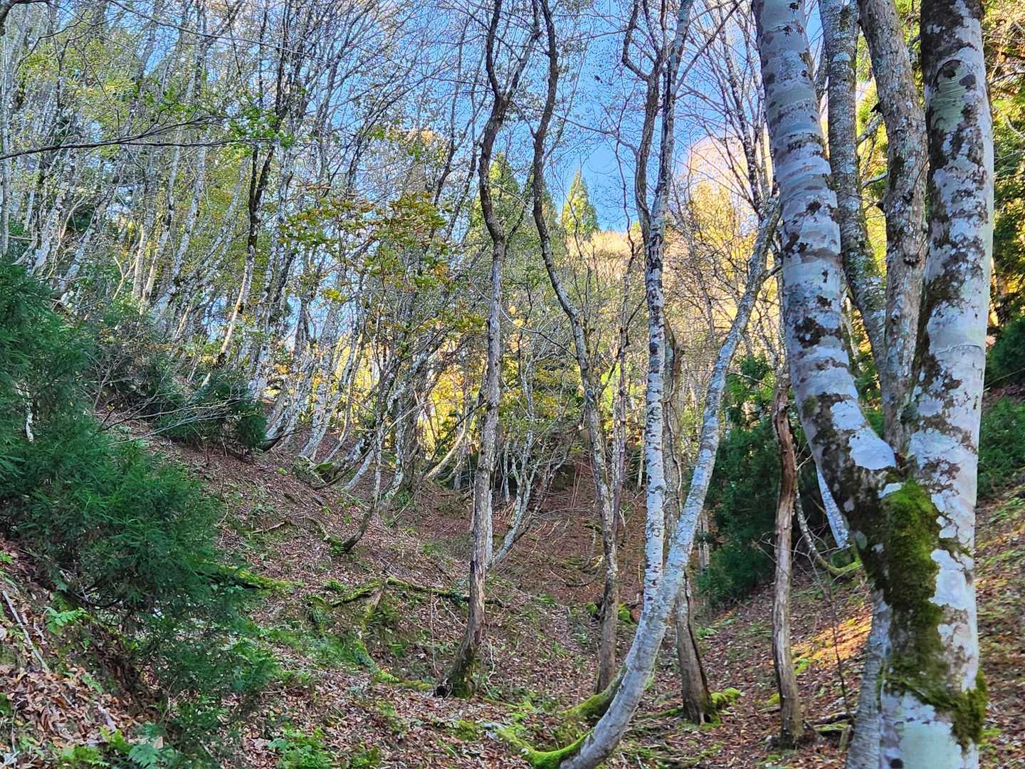 もうすぐ棚林峠