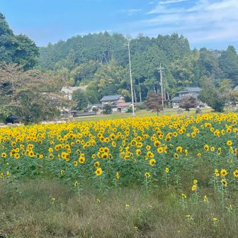 たくさんのひまわり🌻に元気をもらって出発💨