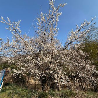 桜🌸　五、六分咲き
