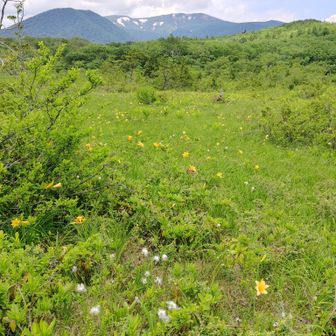 ニッコウキスゲと栗駒山