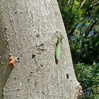 カマキリが日向ぼっこ。
アサギマダラ🦋も飛んでた💓