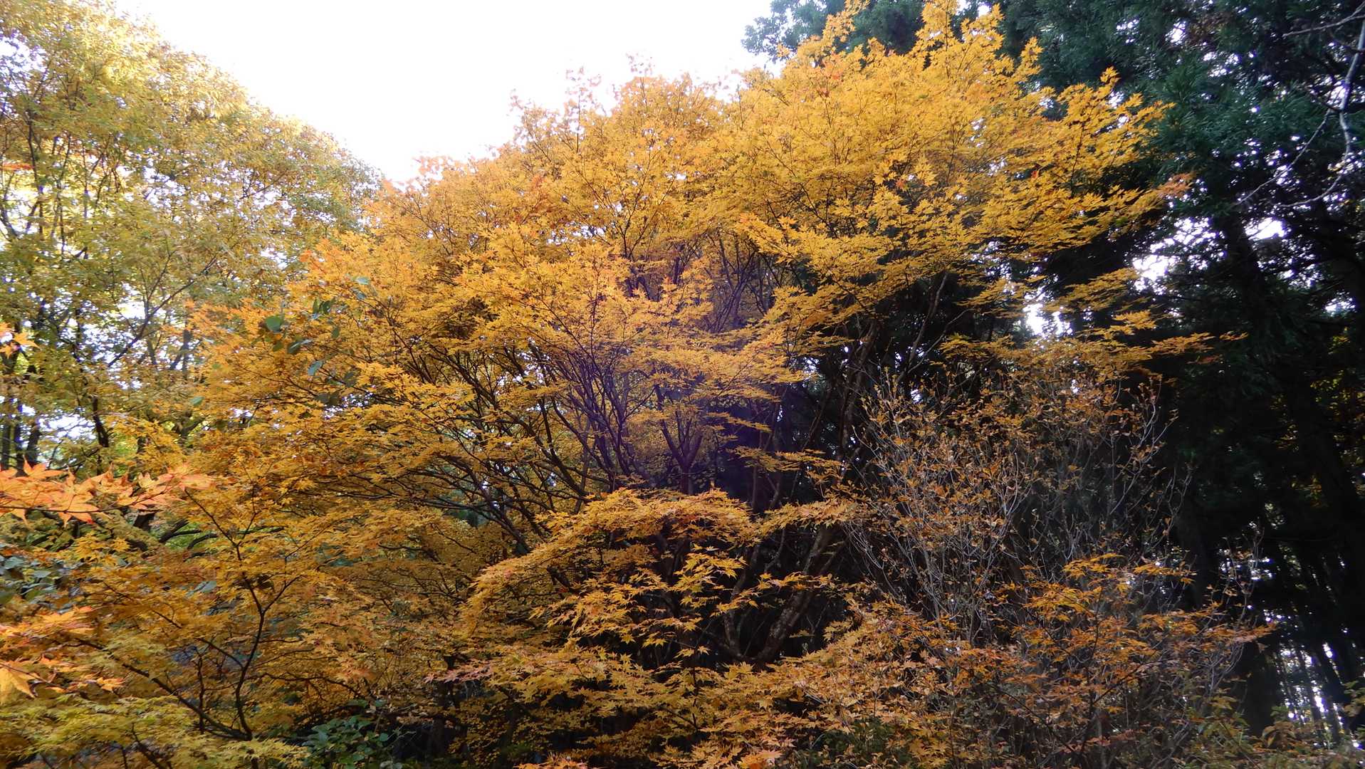 紅葉…良い感じぃ２