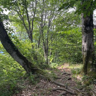 小城、大城方面は気持ちいいブナ林